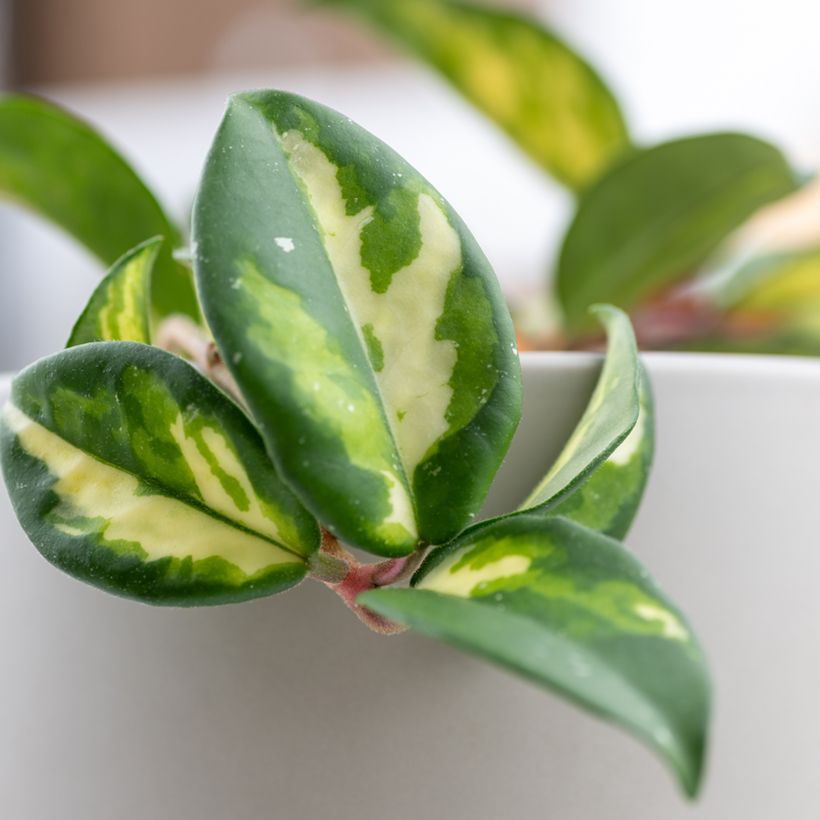 Hoya carnosa Tricolor - Fleur de porcelaine (Foliage)