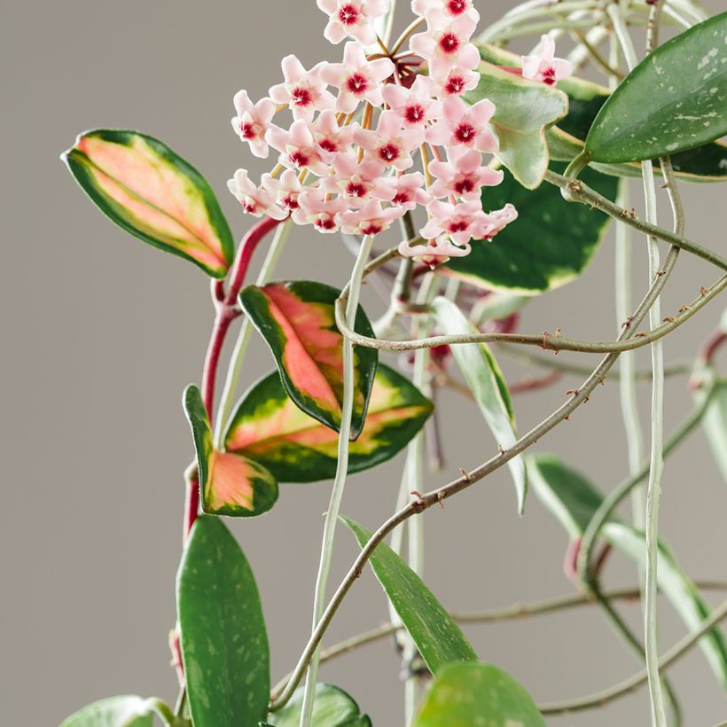 Hoya carnosa Tricolor - Fleur de porcelaine (Flowering)