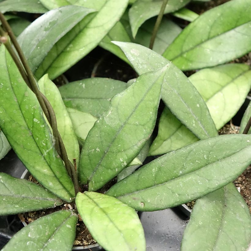 Hoya crassipetiolata - Fleur de porcelaine (Foliage)