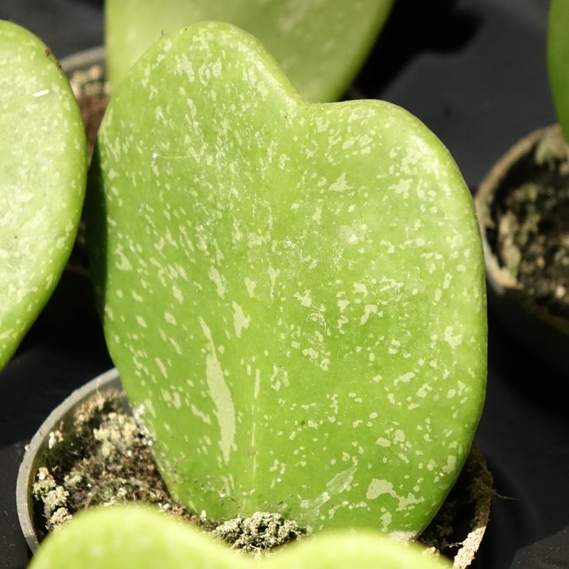 Hoya kerrii Splash - Plante-coeur (Feuillage)