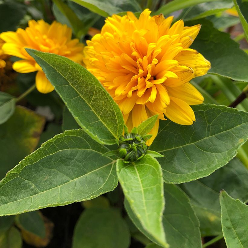 Helianthus decapetalus Soleil d'Or - Soleil vivace (Foliage)