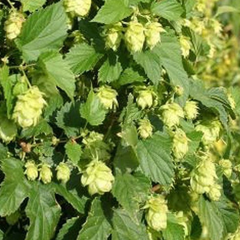 Humulus lupulus Nordbrau - Houblon femelle  (Foliage)