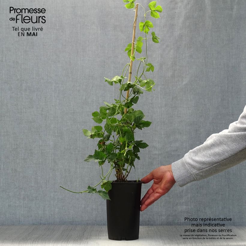 Example of Humulus lupulus Nordbrau - Houblon femelle  Pot de 1,5L/2L as you get in printemps