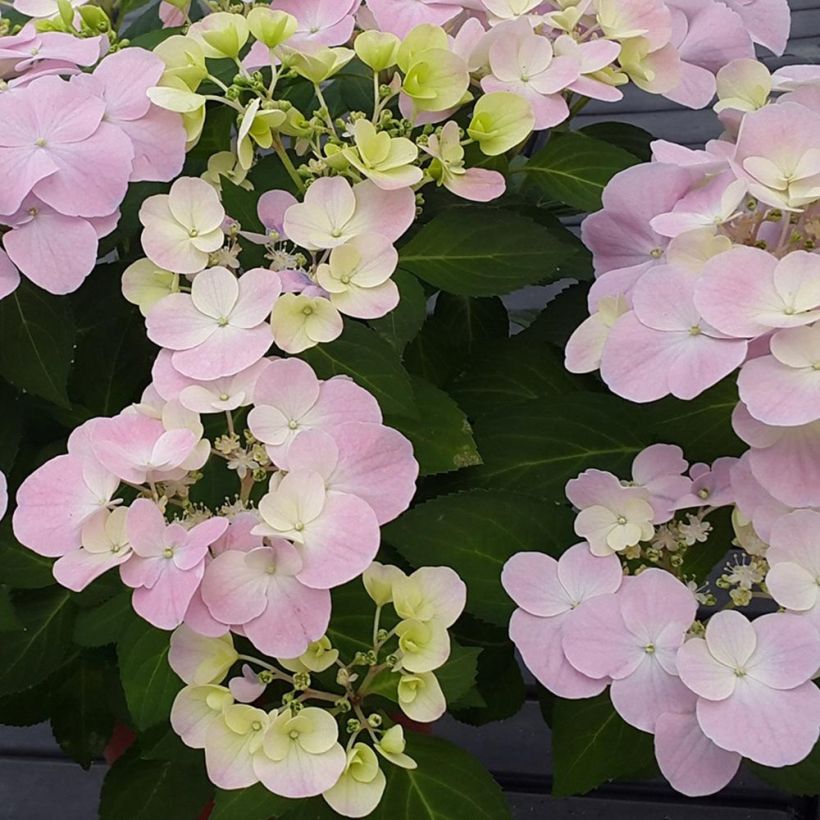 Hortensia - Hydrangea French Bolero (Flowering)