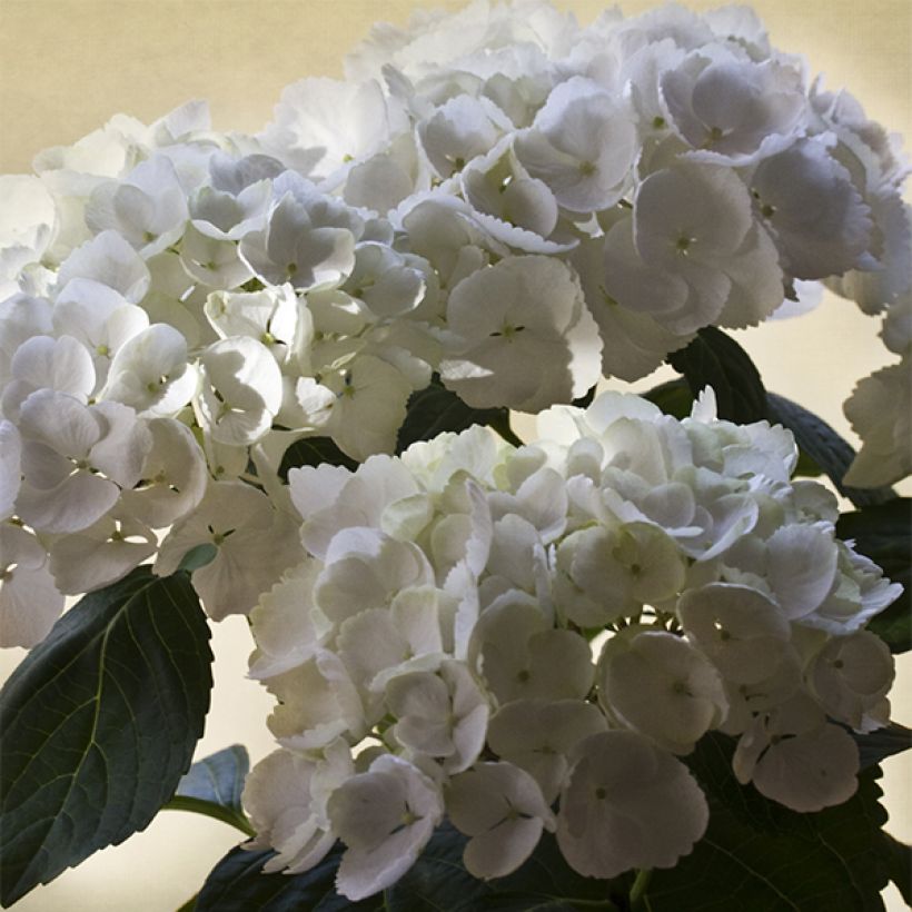 Hortensia - Hydrangea macrophylla Magical Pearl (Floraison)