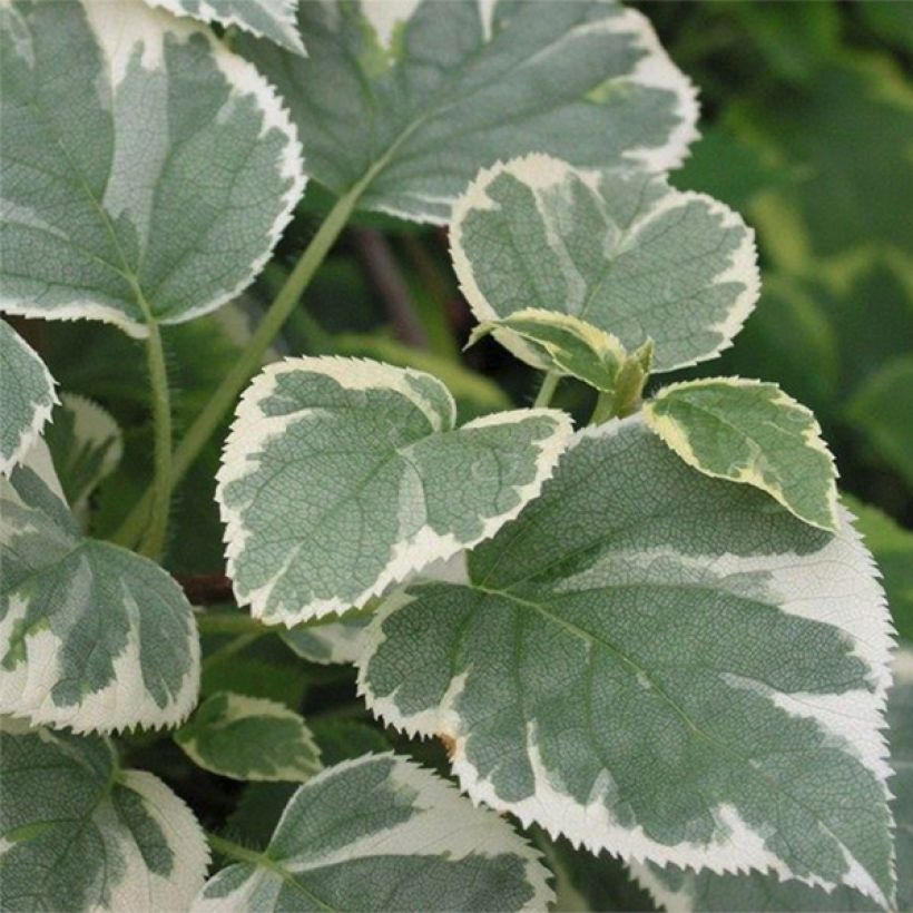 Hortensia grimpant - Hydrangea petiolaris Silver Lining (Foliage)