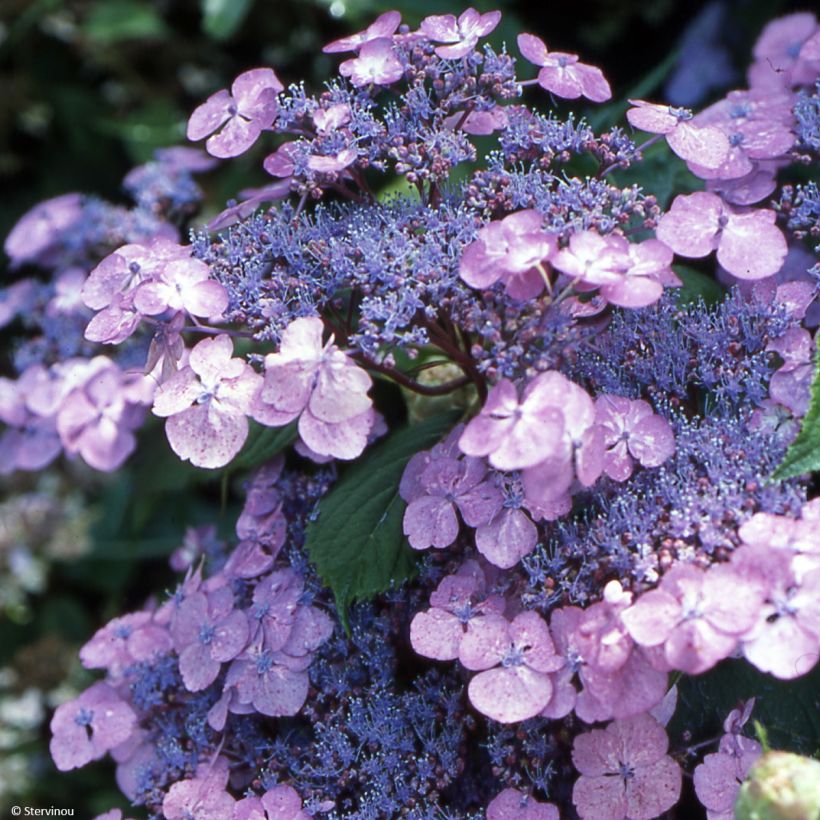 Hortensia - Hydrangea serrata Vicomte de Kerlot (Flowering)