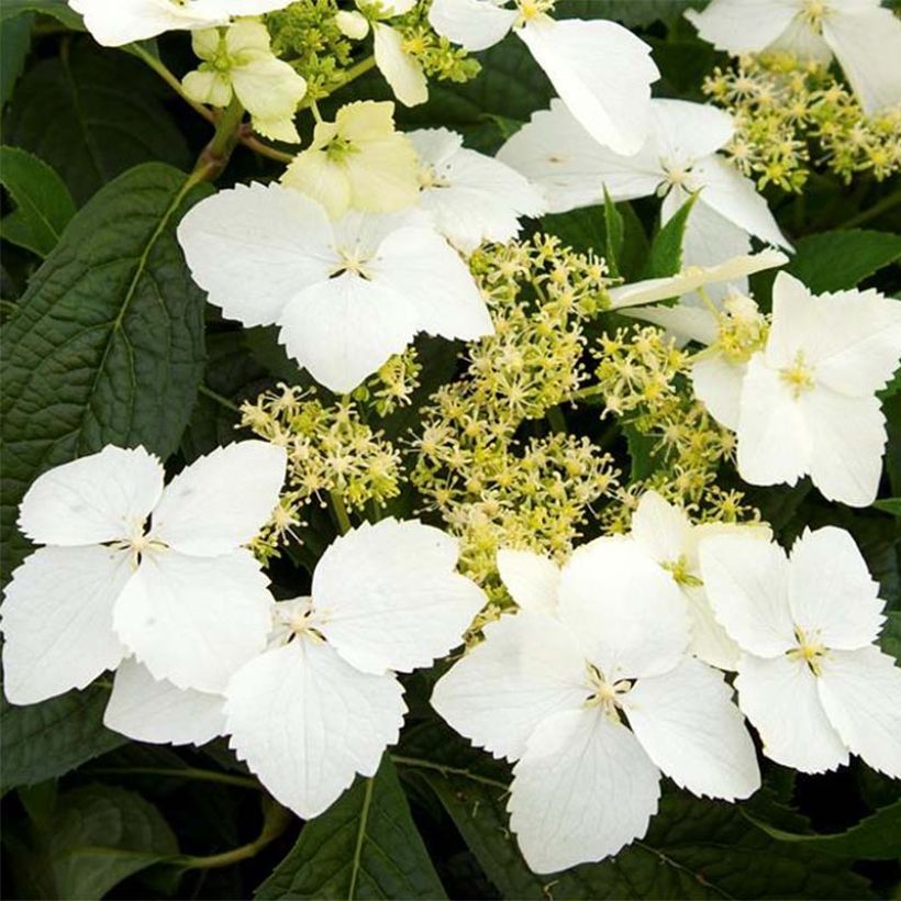 Hortensia - Hydrangea angustipetala Golden Crane (Flowering)