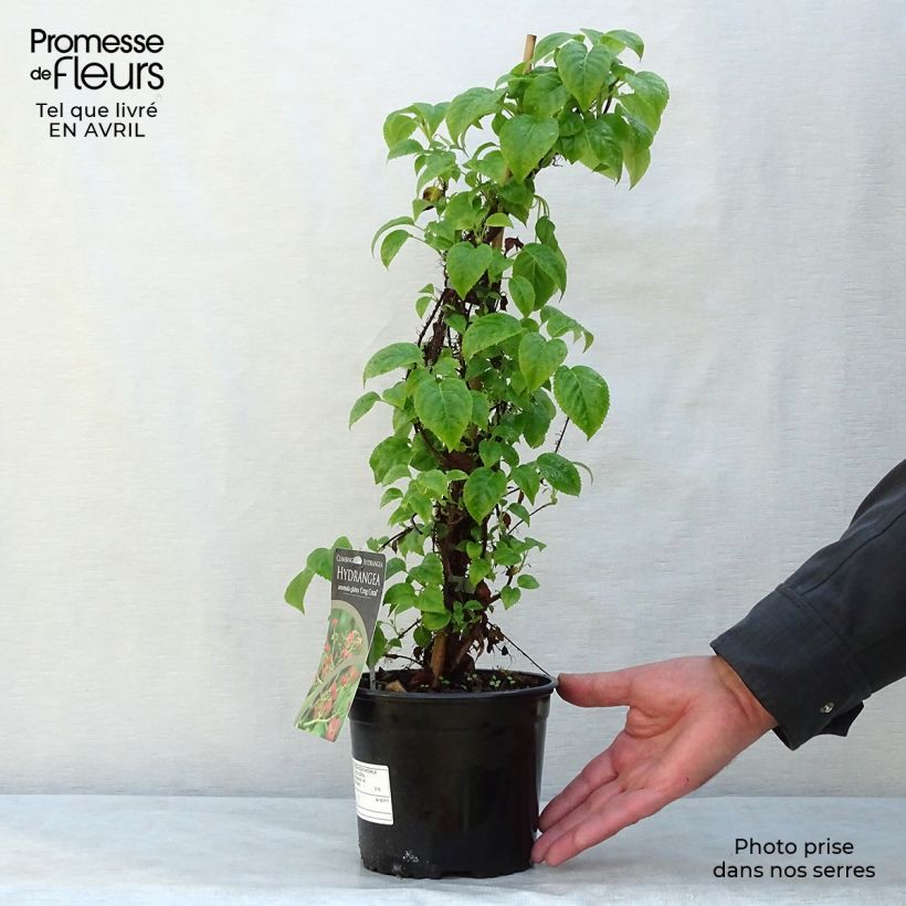 Example of Hydrangea anomala Crug Coral - Hortensia grimpant Pot de 2L/3L as you get in printemps