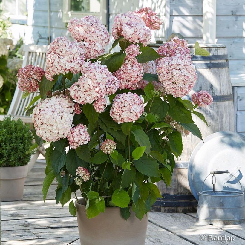 Hortensia arborescens Candybelle® Bubblegum (Plant habit)