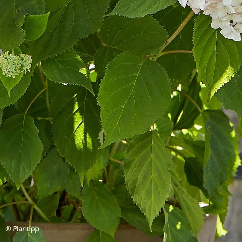 Hortensia arborescens Candybelle Marshmallow (Foliage)