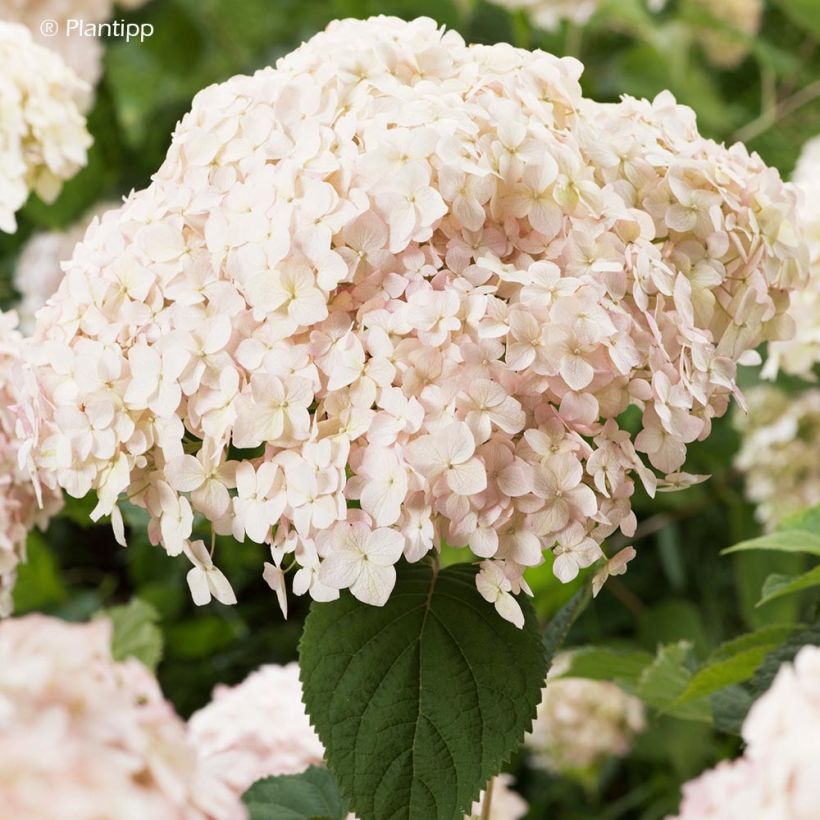 Hortensia arborescens Candybelle Marshmallow (Flowering)