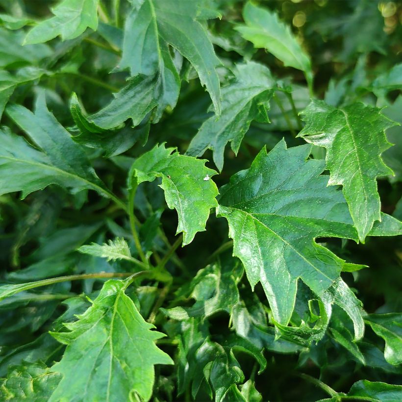 Hortensia arborescens Emerald lace  (Foliage)