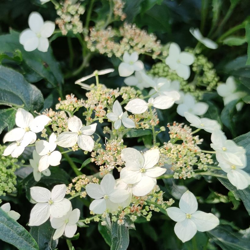 Hortensia arborescens Emerald lace  (Flowering)