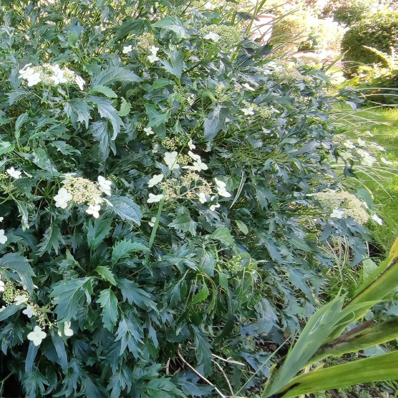 Hortensia arborescens Emerald lace  (Plant habit)