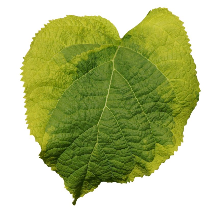 Hortensia arborescens Golden Annabelle (Foliage)