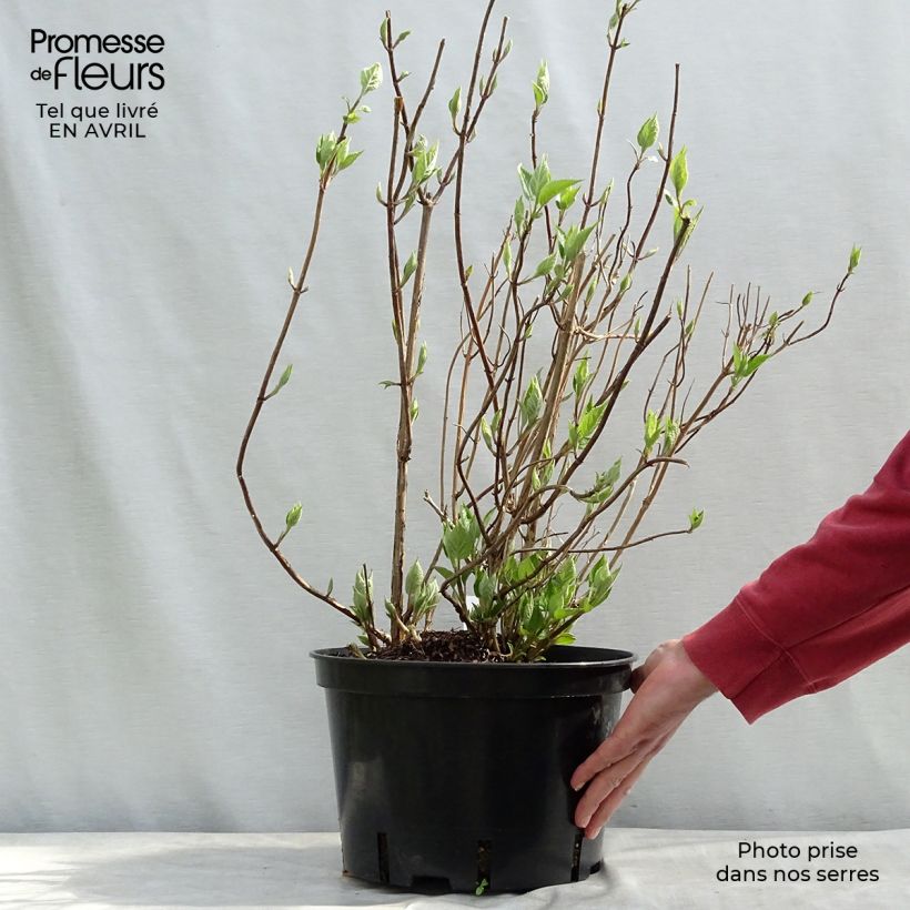 Example of Hortensia arborescens Strong Annabelle ( Incrediball ) Pot de 7,5L/10L as you get in printemps