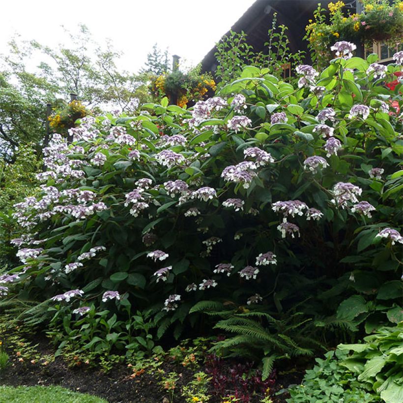Hortensia - Hydrangea aspera Anthony Bullivant (Plant habit)