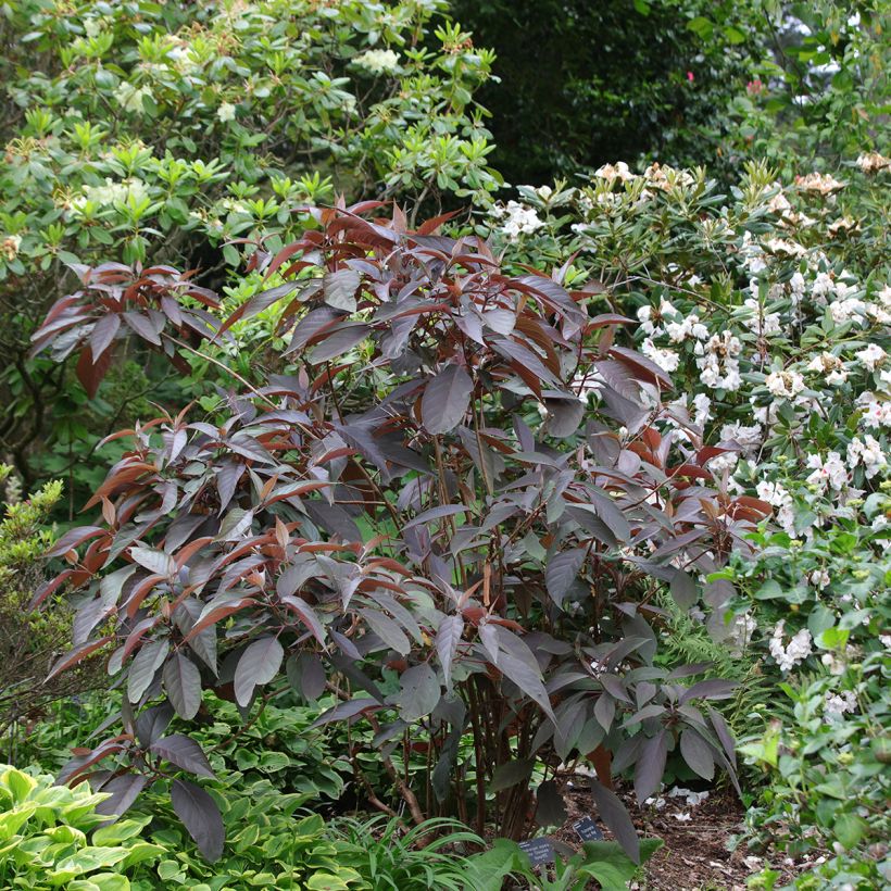 Hydrangea aspera Hot Chocolate - Hortensia brun  (Plant habit)