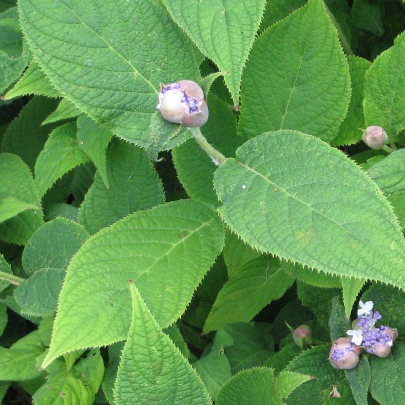 Hortensia - Hydrangea involucrata (Foliage)