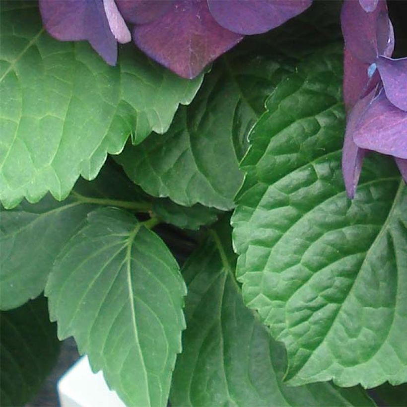 Hortensia - Hydrangea macrophylla Deep Purple Dance (Music Collection) (Foliage)