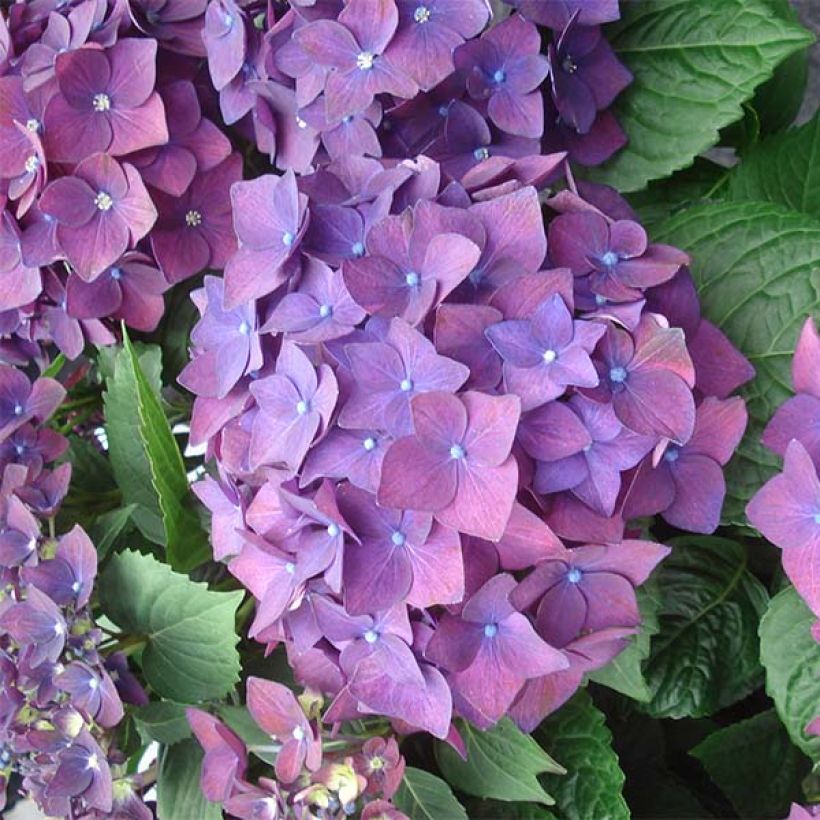 Hortensia - Hydrangea macrophylla Deep Purple Dance (Music Collection) (Flowering)