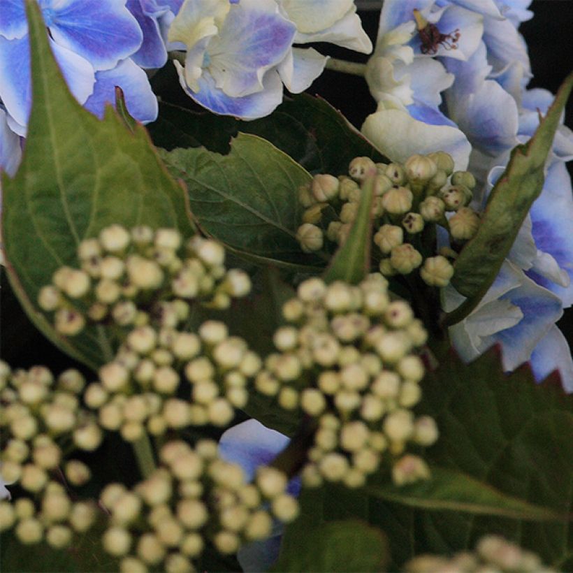 Hortensia - Hydrangea macrophylla Lady Fujiyo (Foliage)