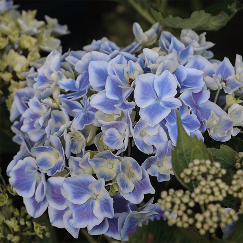 Hortensia - Hydrangea macrophylla Lady Fujiyo (Flowering)