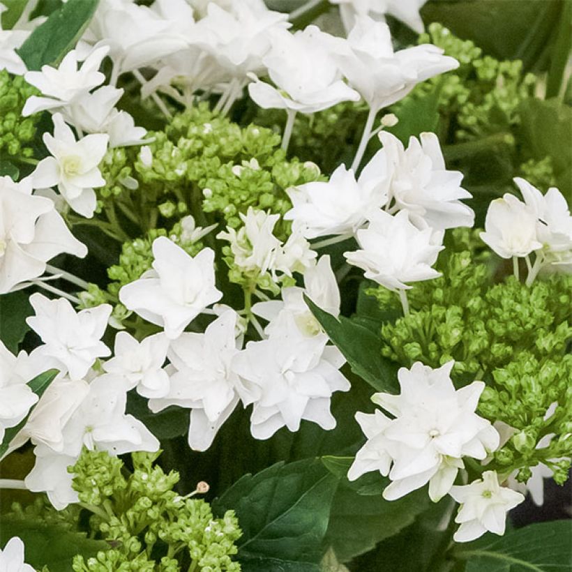Hortensia - Hydrangea macrophylla Shooting Star (Flowering)