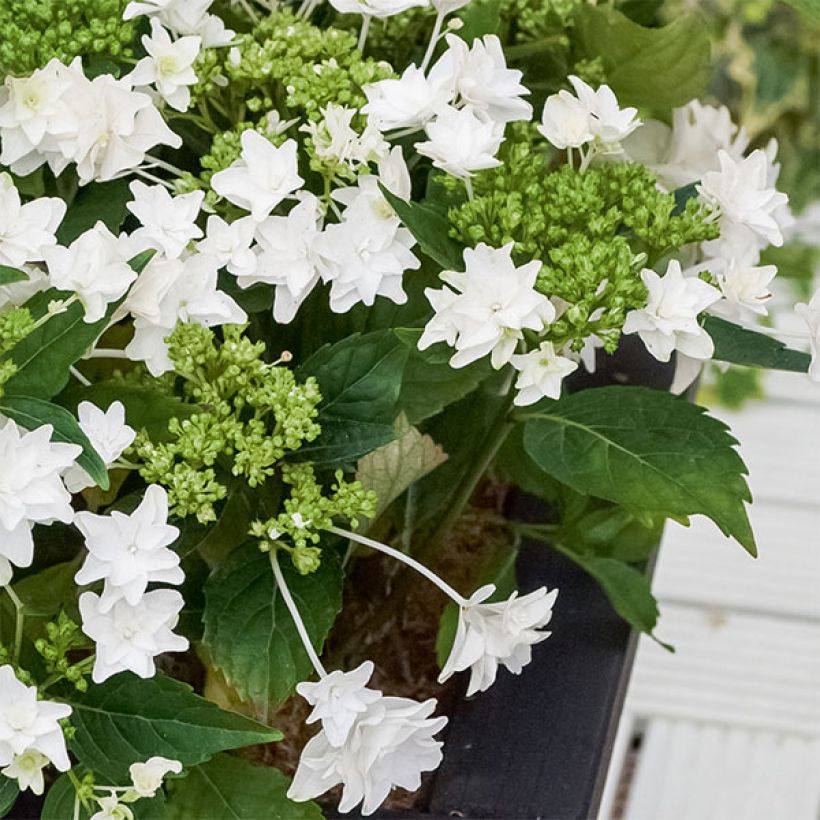 Hortensia - Hydrangea macrophylla Shooting Star (Plant habit)