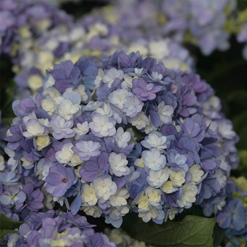 Hortensia - Hydrangea macrophylla You and Me Tea Time Together (Flowering)