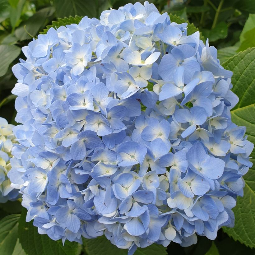 Hortensia macrophylla Ankong (Flowering)