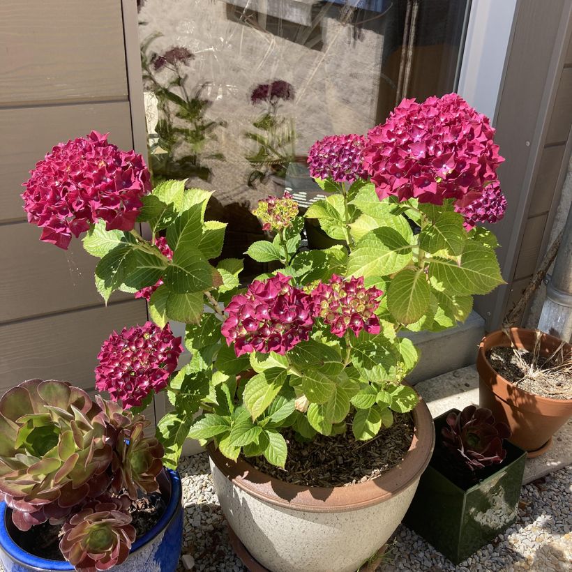 Hortensia - Hydrangea macrophylla Beautensia Dali  (Plant habit)