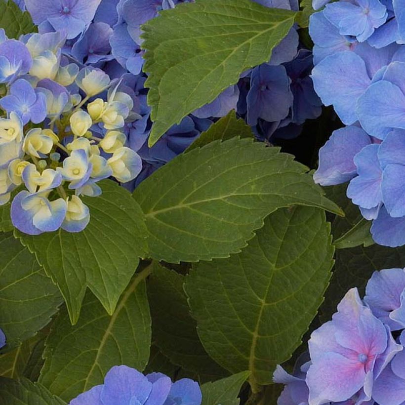 Hortensia - Hydrangea macrophylla Benelux (bleu) (Foliage)