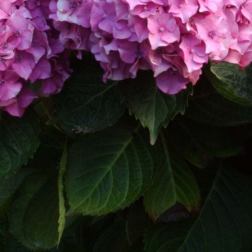 Hortensia - Hydrangea macrophylla Benelux (rose) (Foliage)