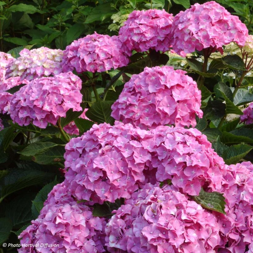 Hortensia - Hydrangea macrophylla Benelux (rose) (Flowering)