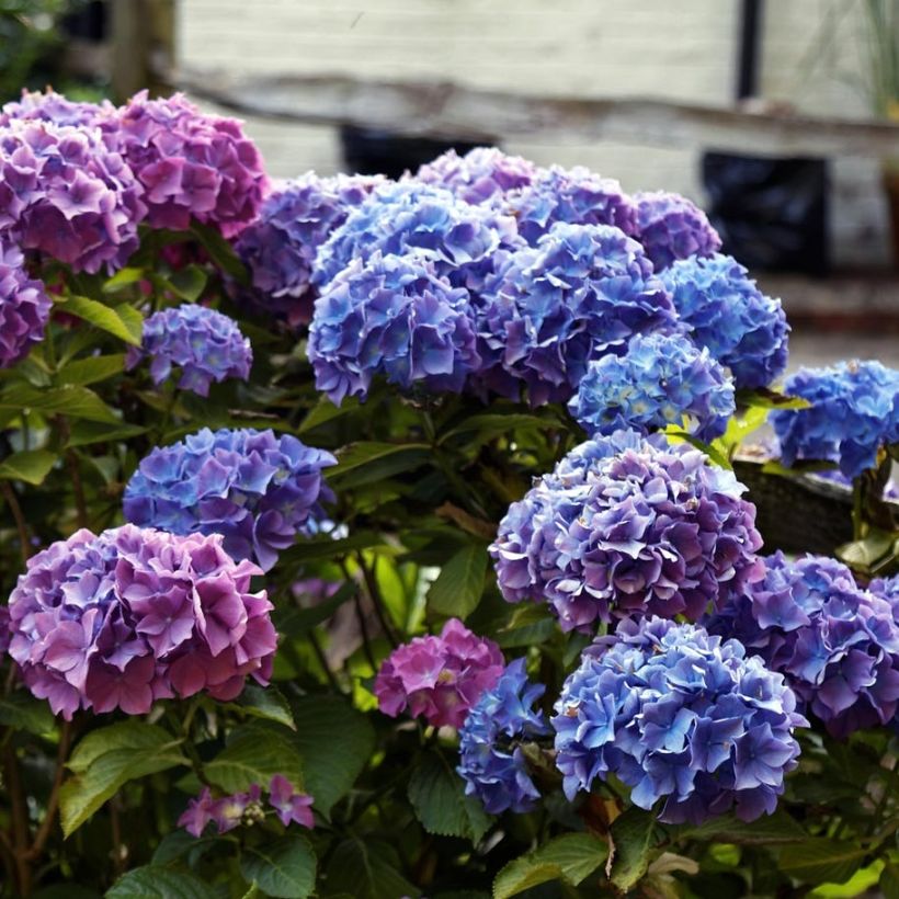 Hortensia - Hydrangea macrophylla Blauer Zwerg (Flowering)