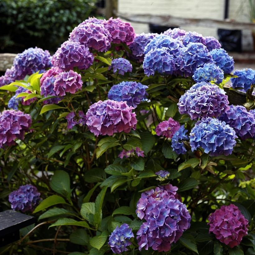 Hortensia - Hydrangea macrophylla Blauer Zwerg (Plant habit)