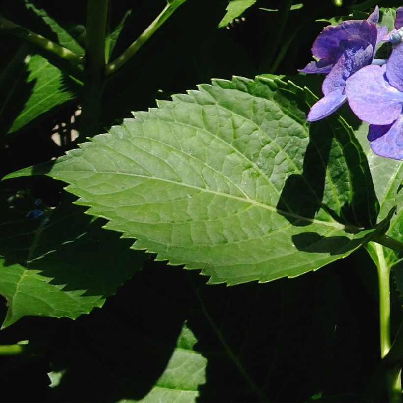 Hortensia - Hydrangea macrophylla Blue Sky (Foliage)