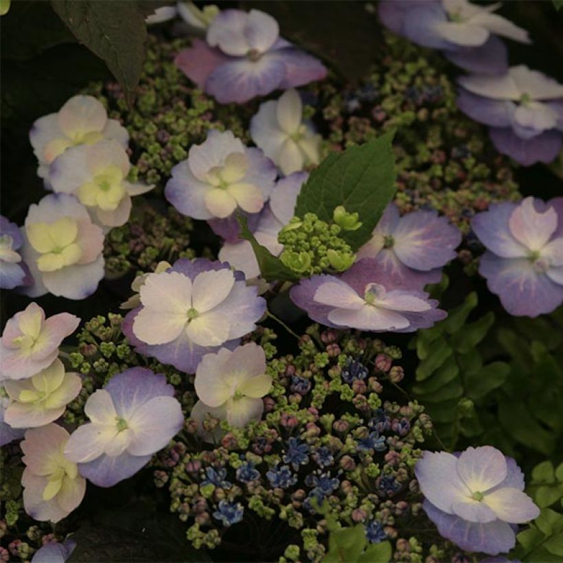 Hortensia - Hydrangea macrophylla Blueberry Cheesecake (Flowering)