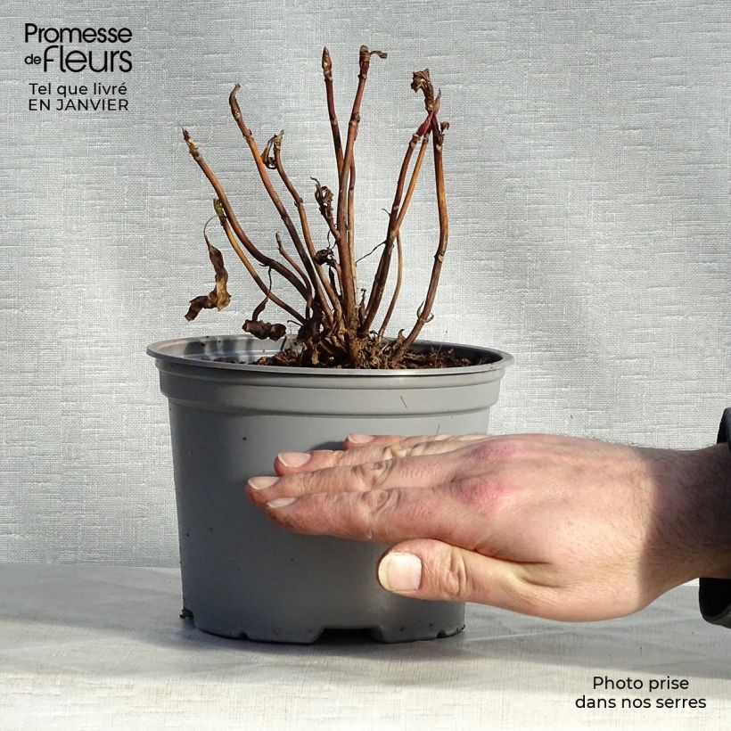 Example of Hortensia - Hydrangea macrophylla Blueberry Cheesecake Pot de 2L/3L as you get in hiver