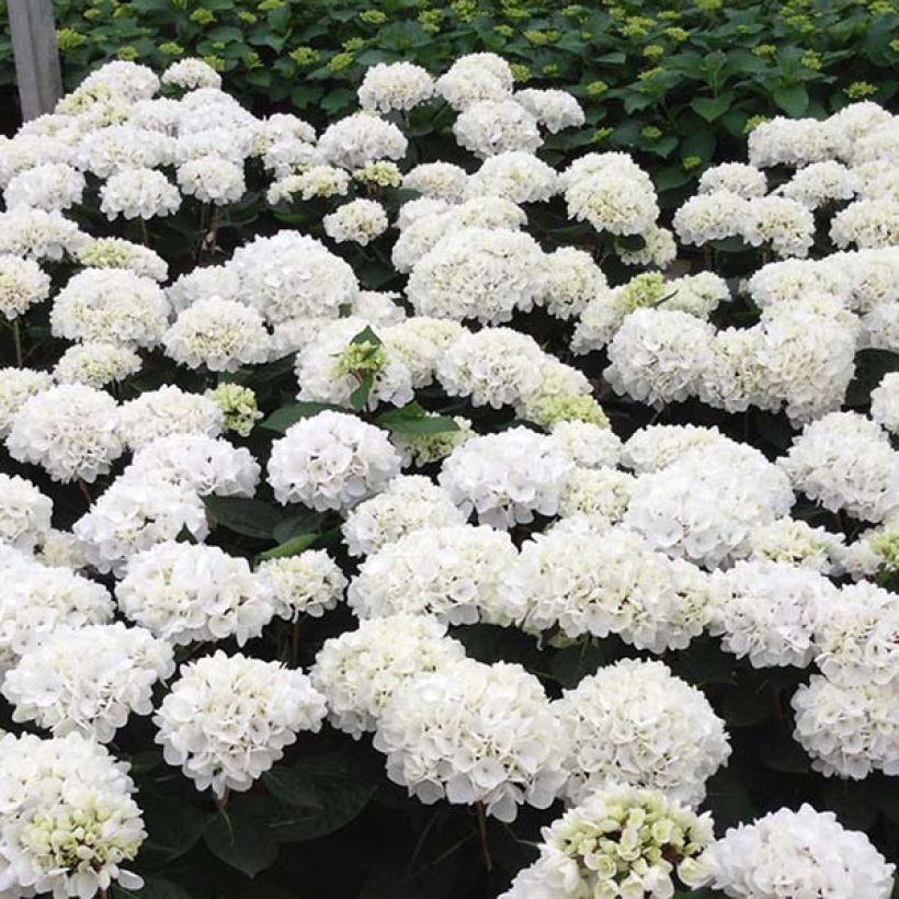 Hortensia - Hydrangea macrophylla Choco Pur (Floraison)
