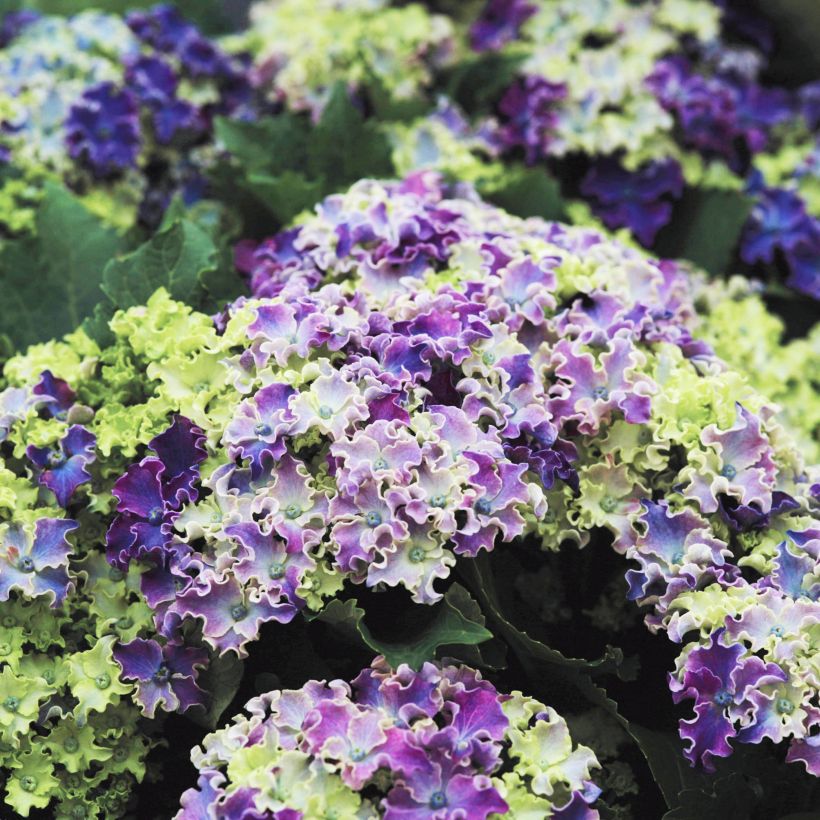 Hortensia - Hydrangea macrophylla Curly Sparkle Blue (Flowering)