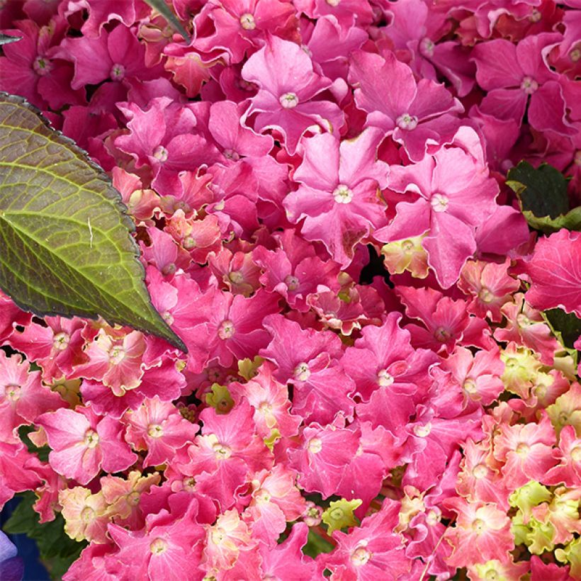 Hortensia - Hydrangea macrophylla Curly Sparkle Red (Flowering)