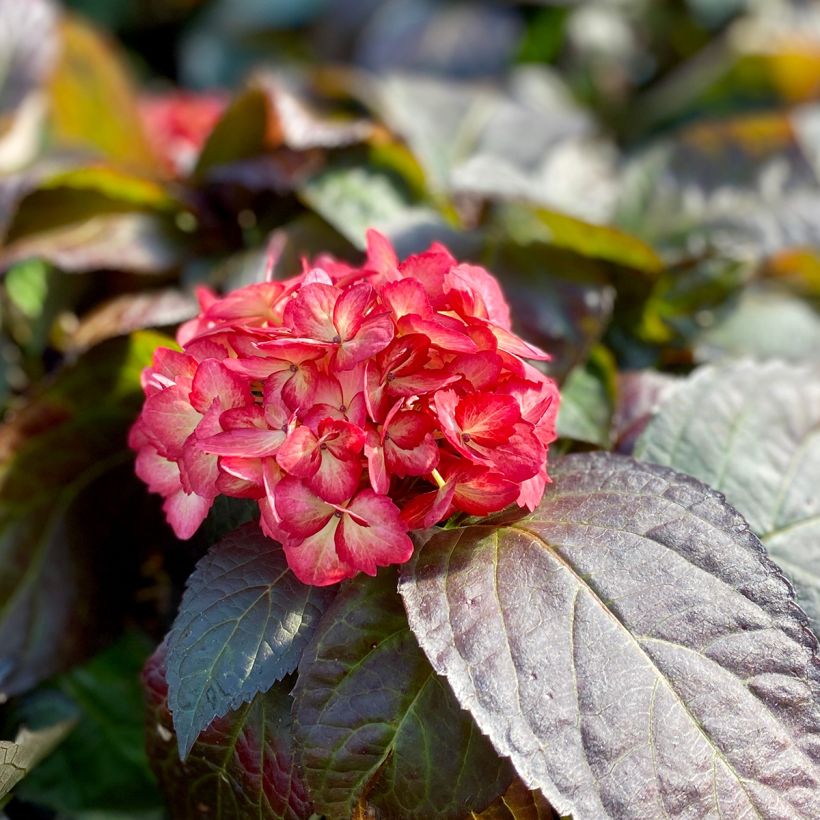 Hortensia - Hydrangea macrophylla Eclipse (Flowering)