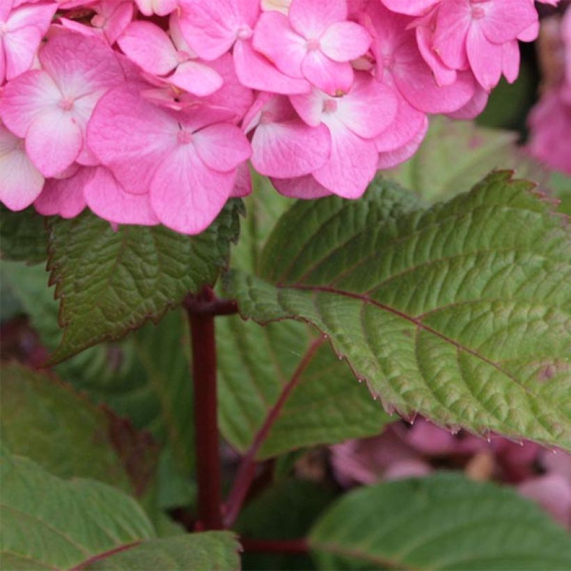 Hortensia - Hydrangea macrophylla Endless Summer Bloomstar (Foliage)