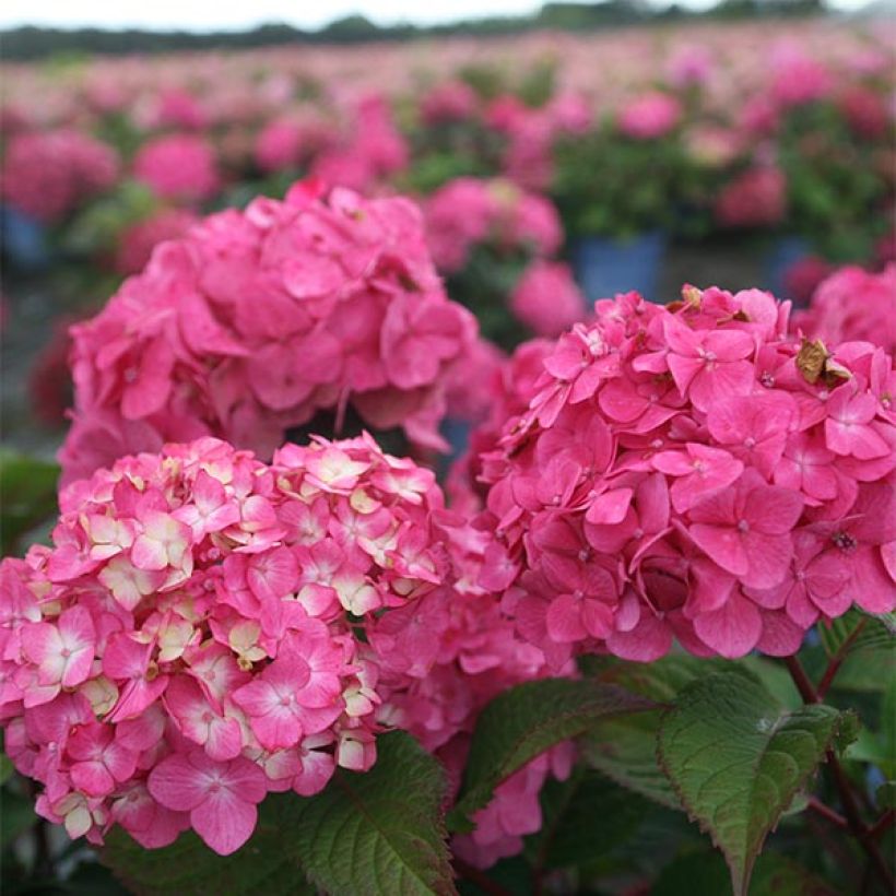 Hortensia - Hydrangea macrophylla Endless Summer Bloomstar (Flowering)