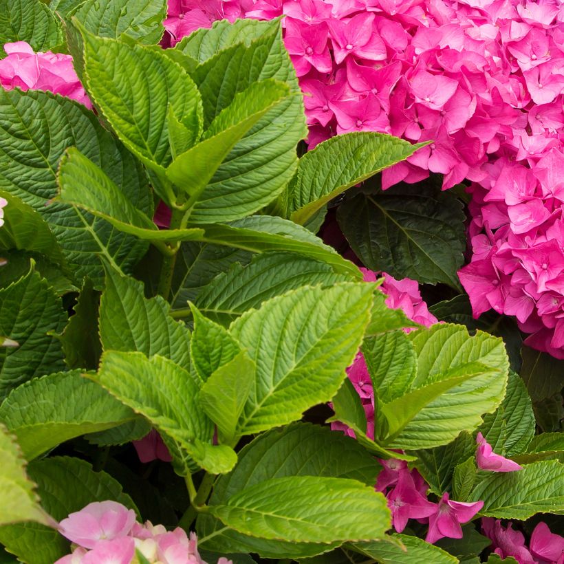 Hortensia macrophylla Freudenstein (Foliage)