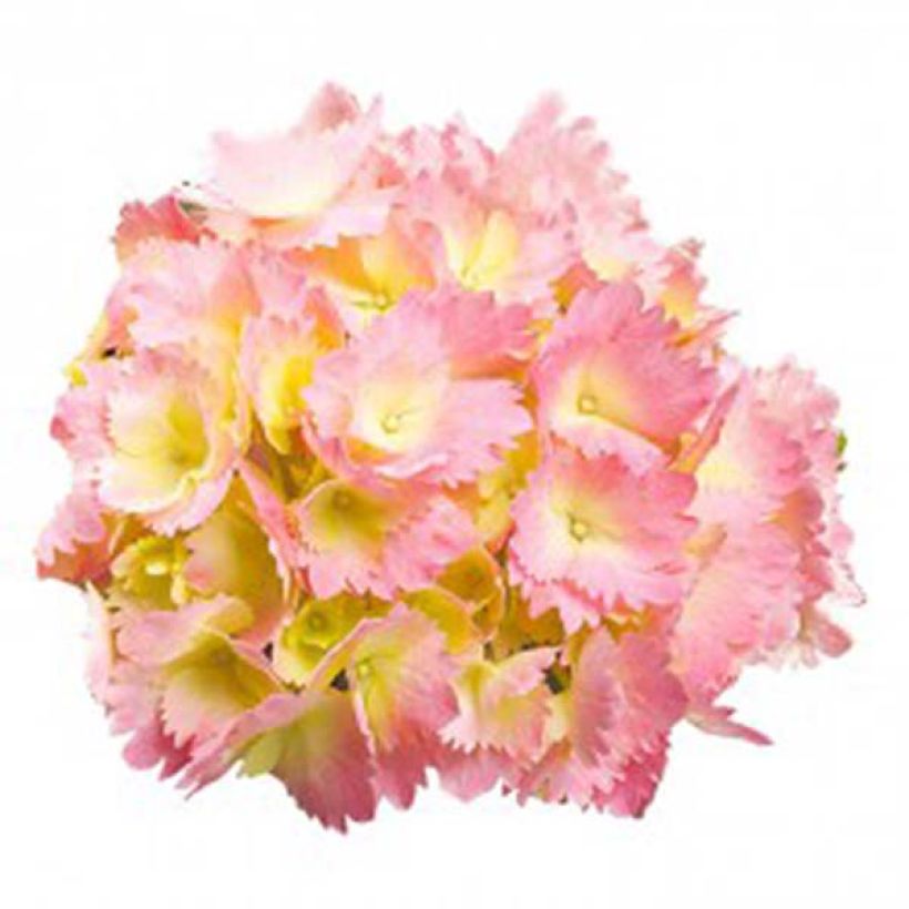 Hortensia - Hydrangea macrophylla Kumiko (Flowering)