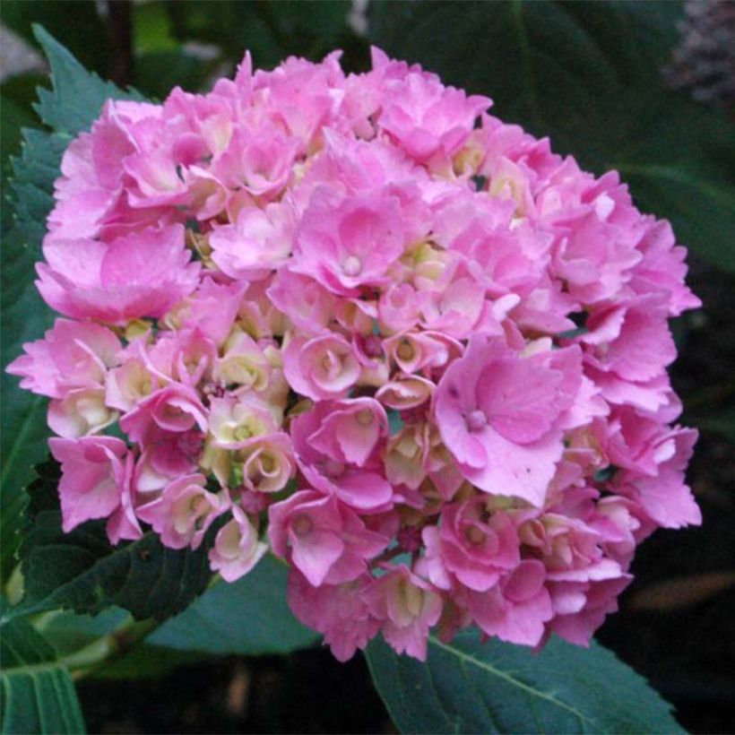 Hortensia - Hydrangea macrophylla La Marne  (Flowering)
